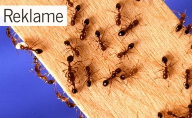 Tips til at få bugt med myrerne